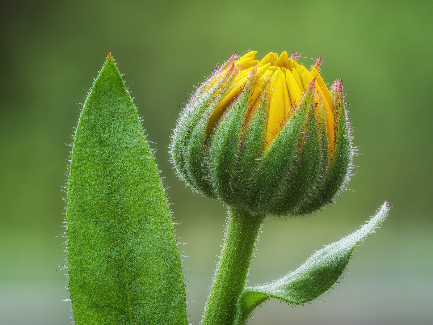 Calendula