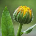 Calendula