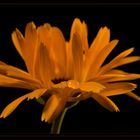 Calendula...