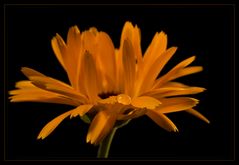 Calendula...