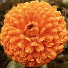 Calendula