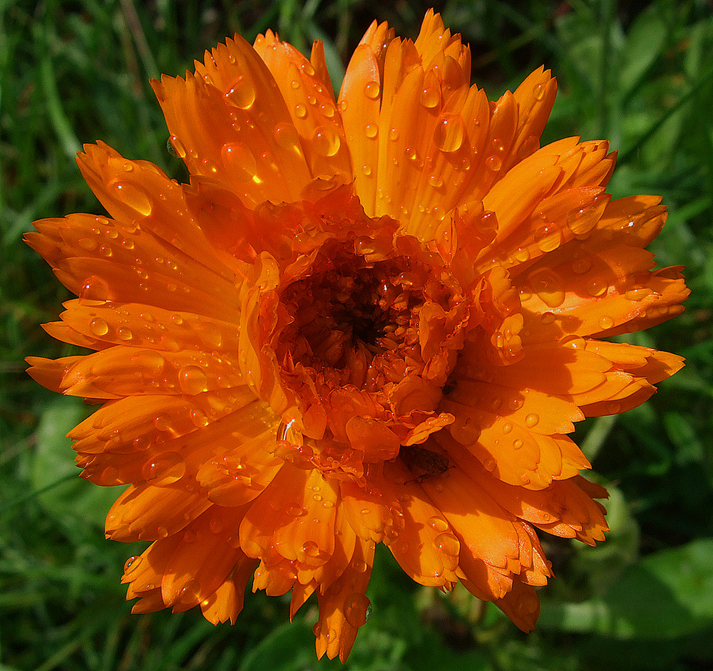 Calendula