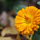 ° Calendula °