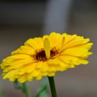 Calendula -gelb-