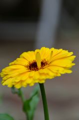 Calendula -gelb-