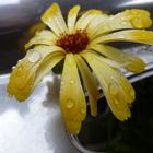 Calendula I