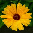 Calendula im Regen