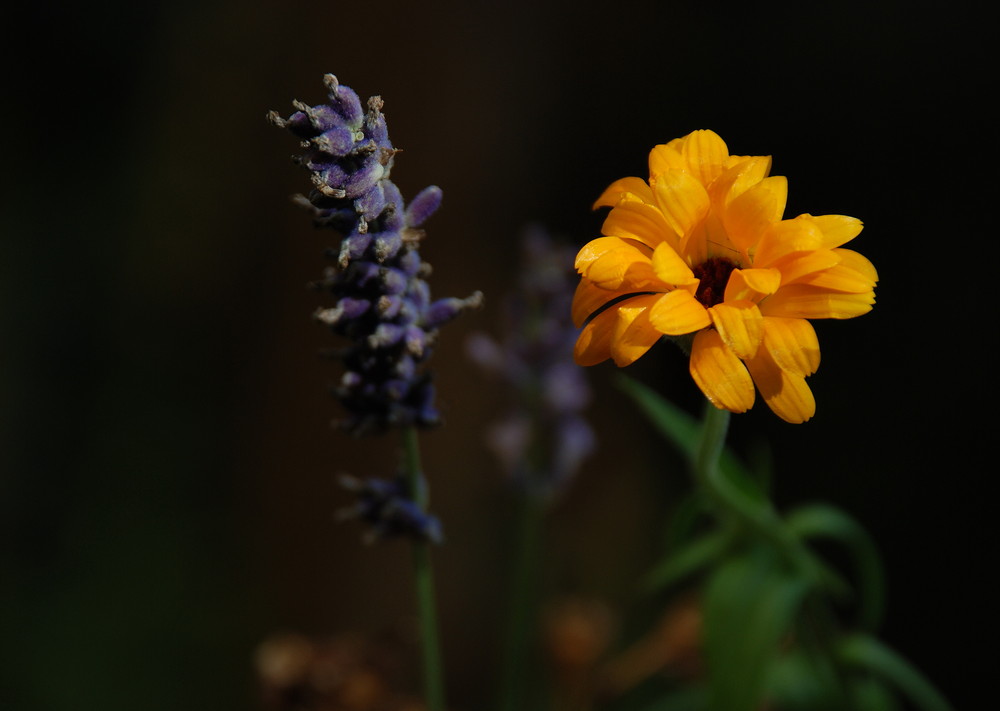 Calendula meets Lavendula