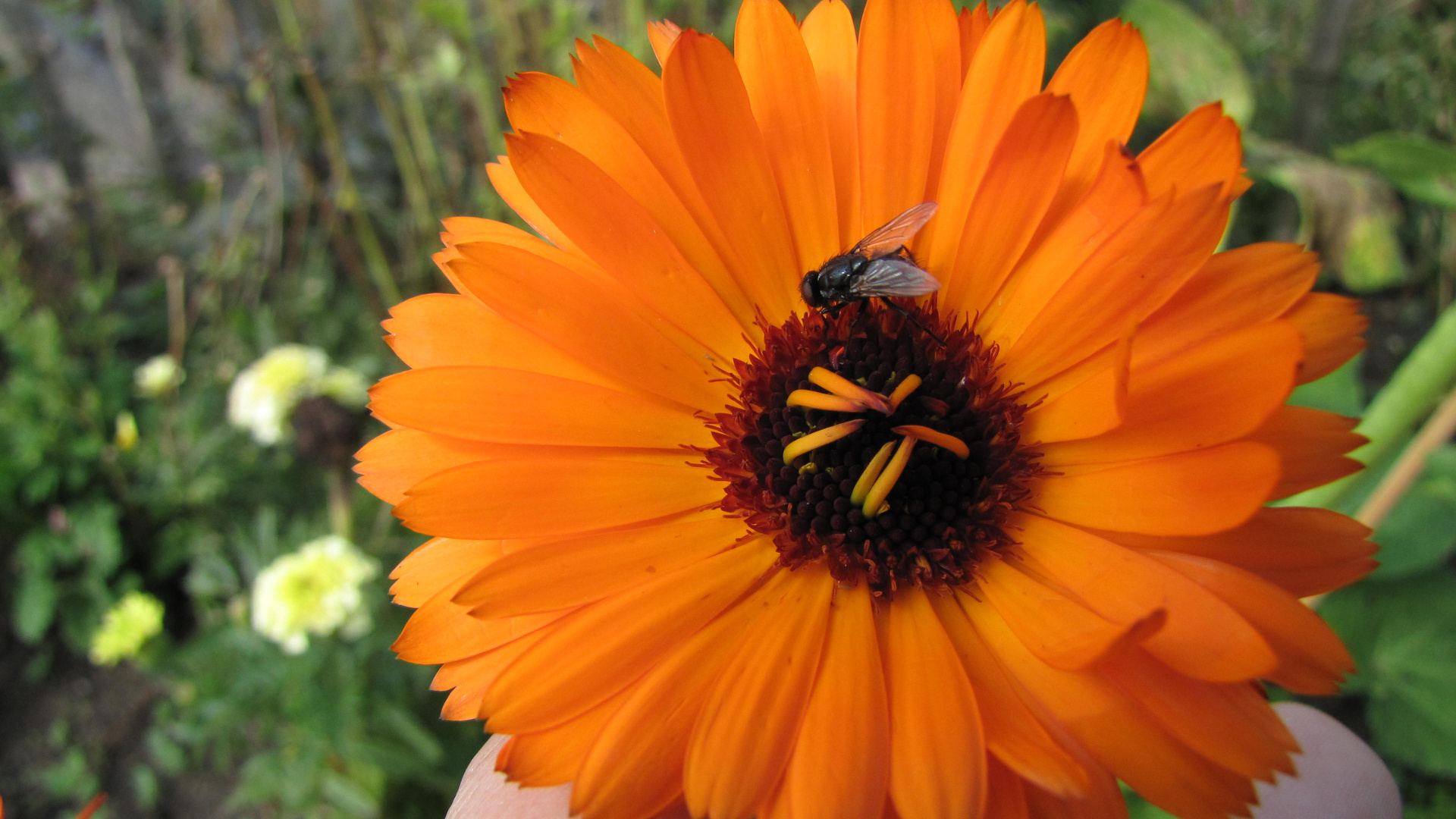 Calendula mit Fliege