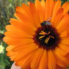 Calendula mit Fliege