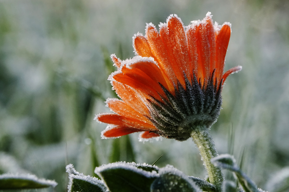 Calendula mit Raureif 