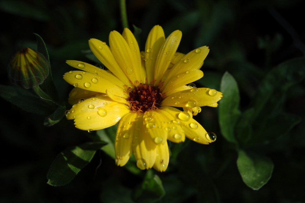 Calendula mit Wasserperlen