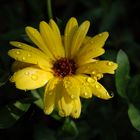 Calendula mit Wasserperlen