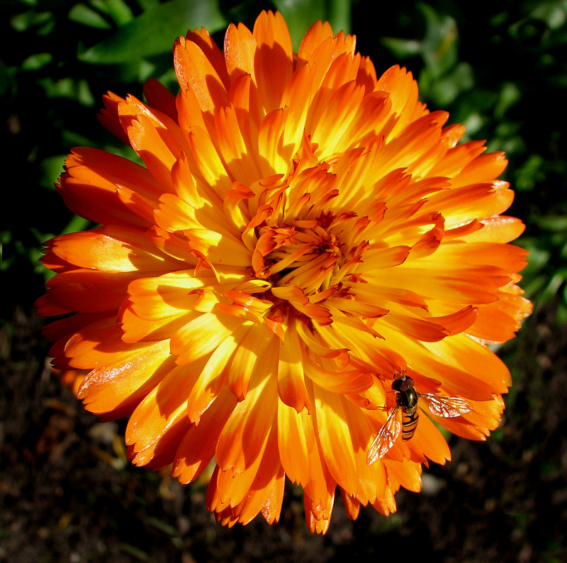 Calendula officialis, Familie Korbblütler Foto & Bild pflanzen, pilze
