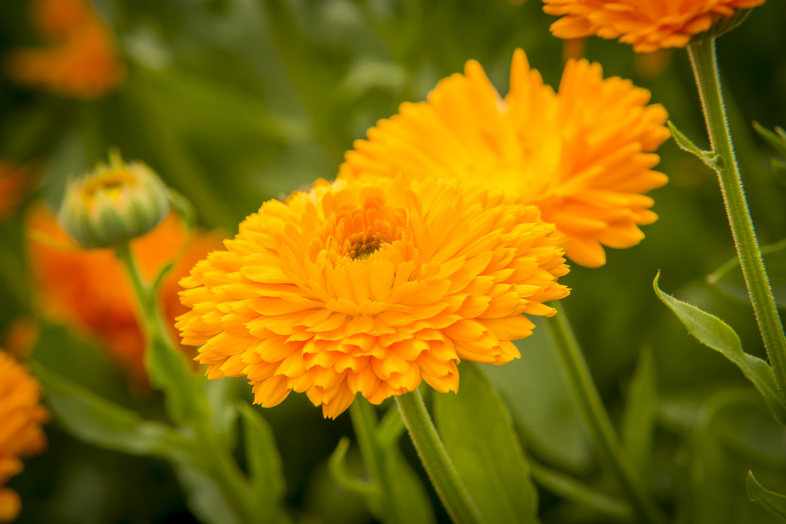 Calendula officinalis