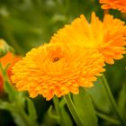 Calendula officinalis