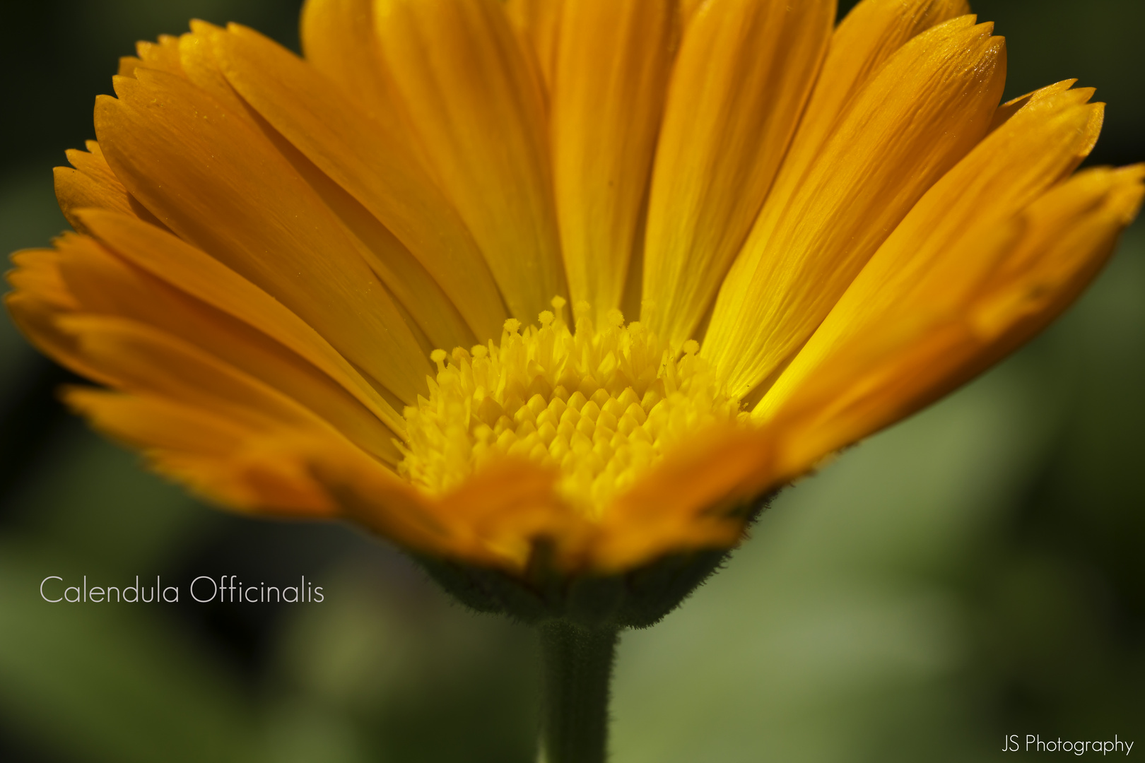 Calendula Officinalis