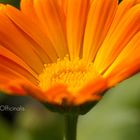 Calendula Officinalis