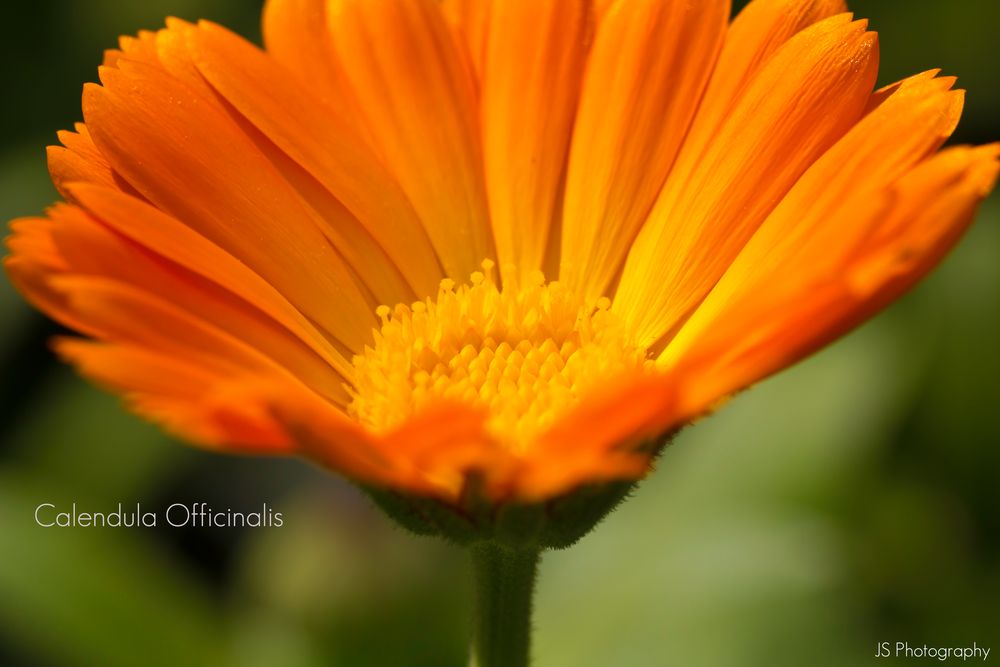 Calendula Officinalis