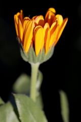 Calendula officinalis