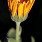 Calendula officinalis