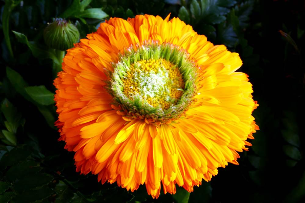 Calendula officinalis