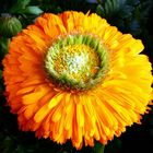 Calendula officinalis