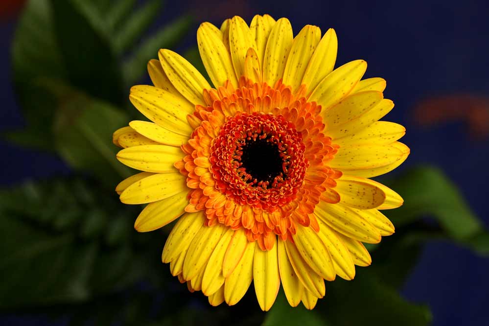 Calendula officinalis