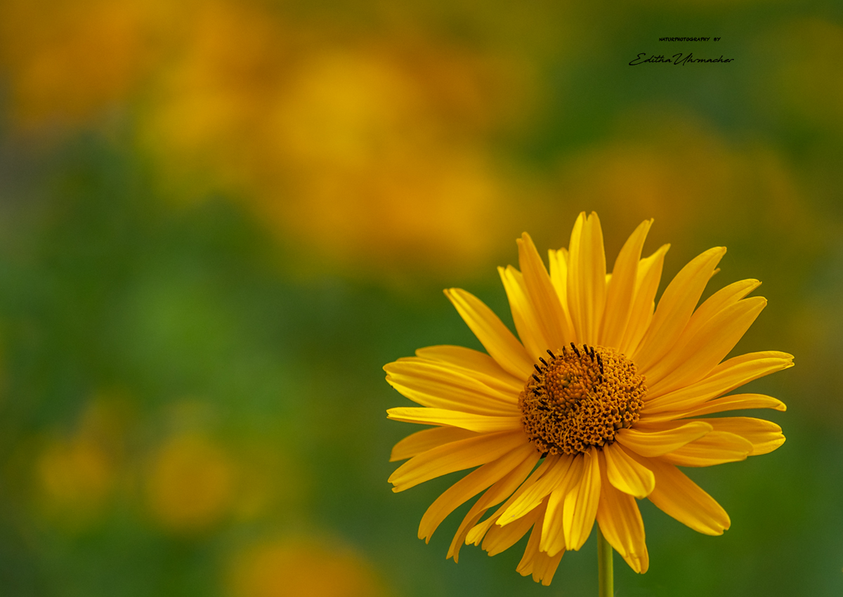 calendula officinalis ??