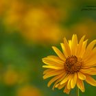 calendula officinalis ??