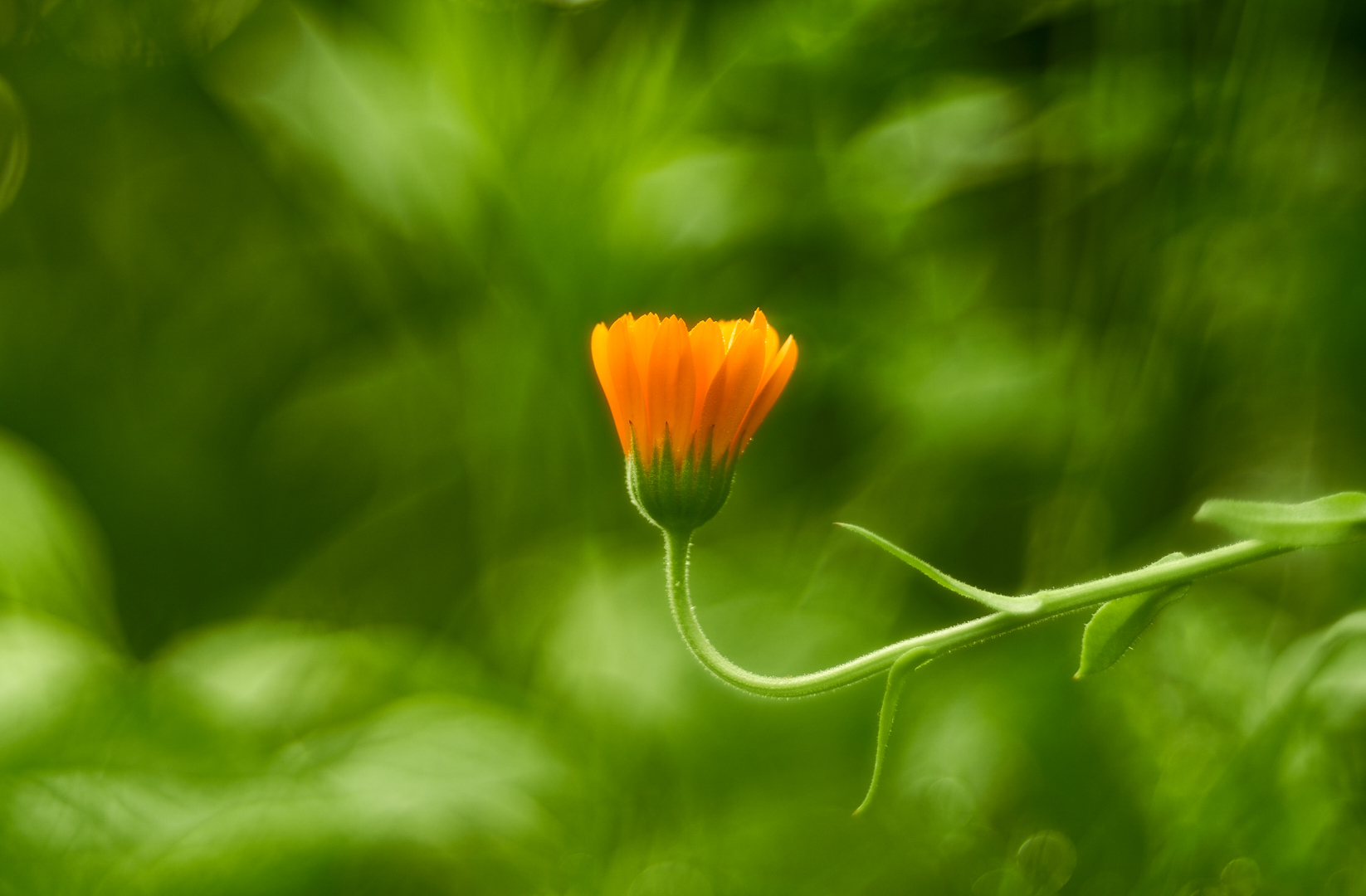 Calendula officinalis