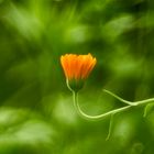 Calendula officinalis