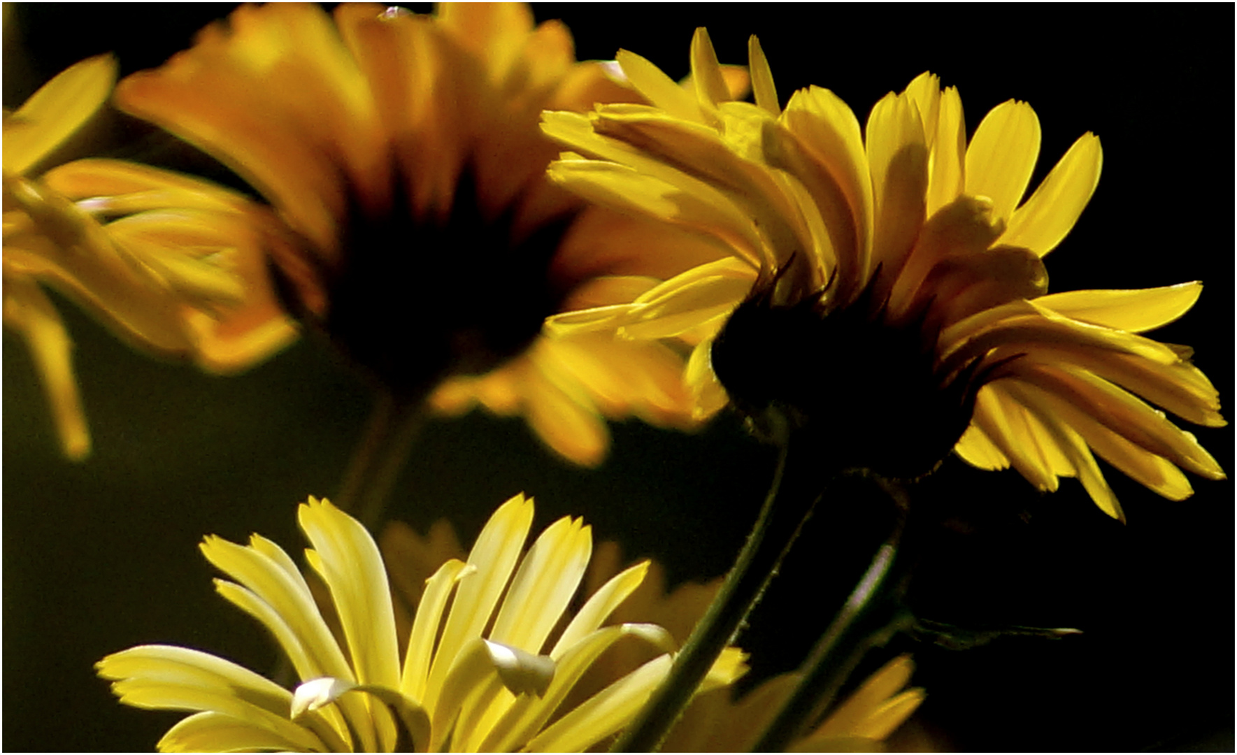 Calendula officinalis