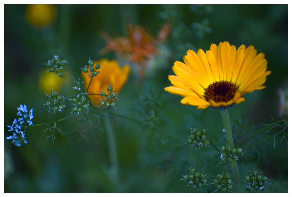 Calendula Officinalis