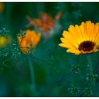 Calendula Officinalis