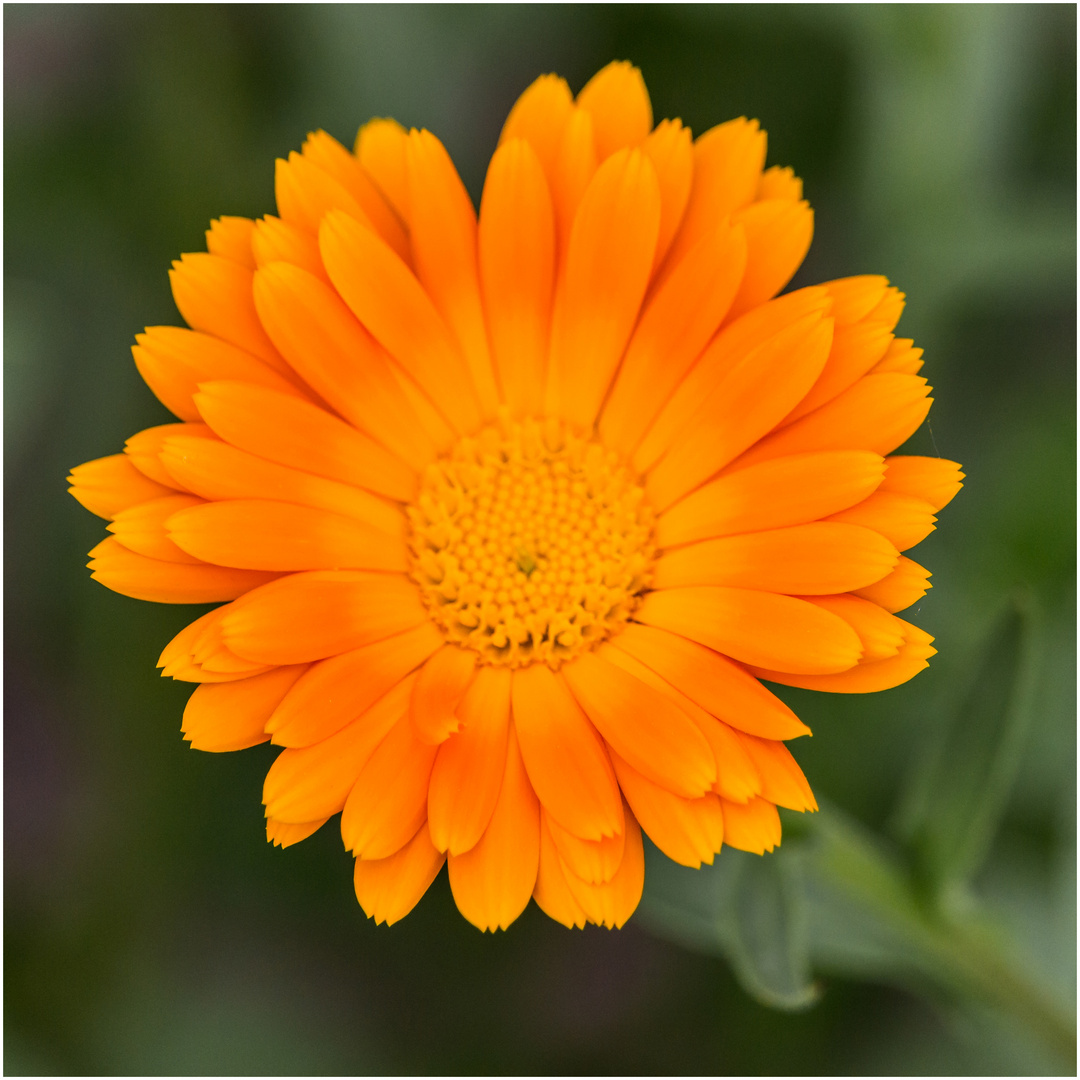 Calendula officinalis Foto & Bild pflanzen, pilze & flechten, blüten