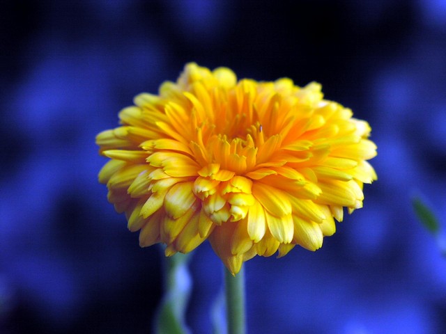 Calendula officinalis