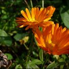 Calendula officinalis