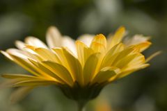 Calendula officinalis