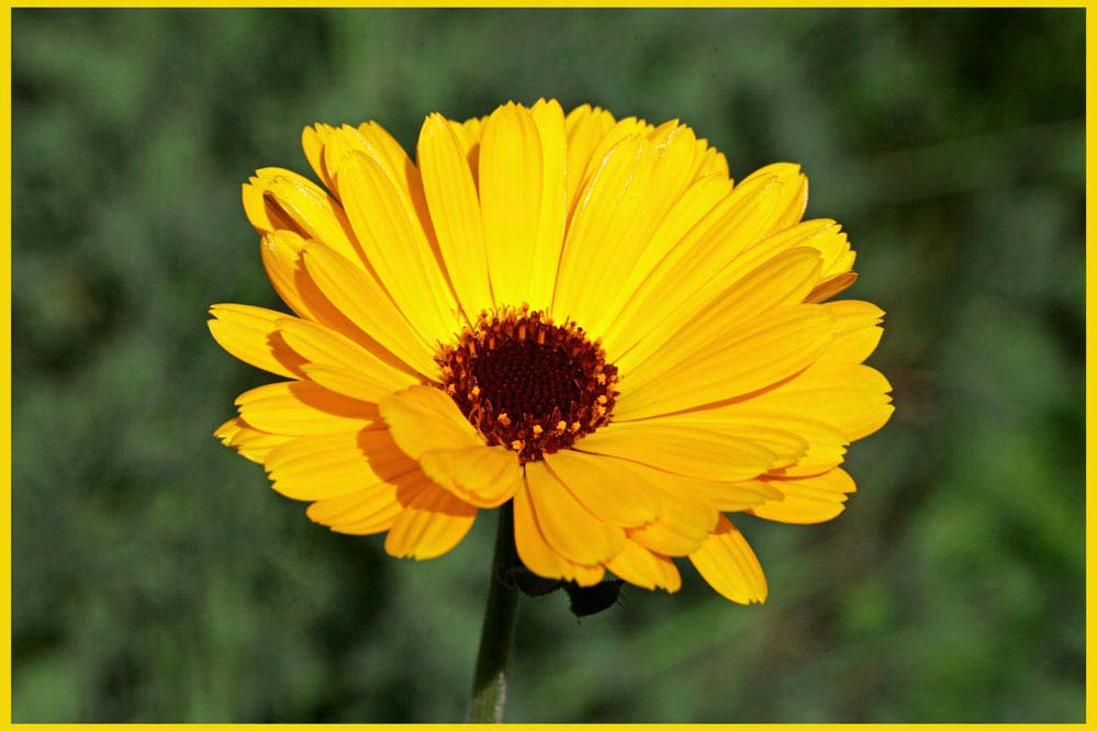 Calendula officinalis