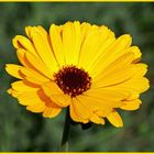 Calendula officinalis