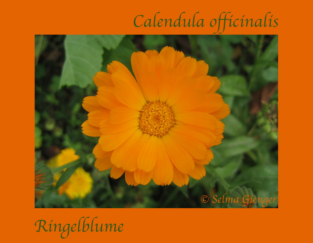 Calendula officinalis