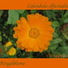 Calendula officinalis