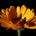 Calendula officinalis