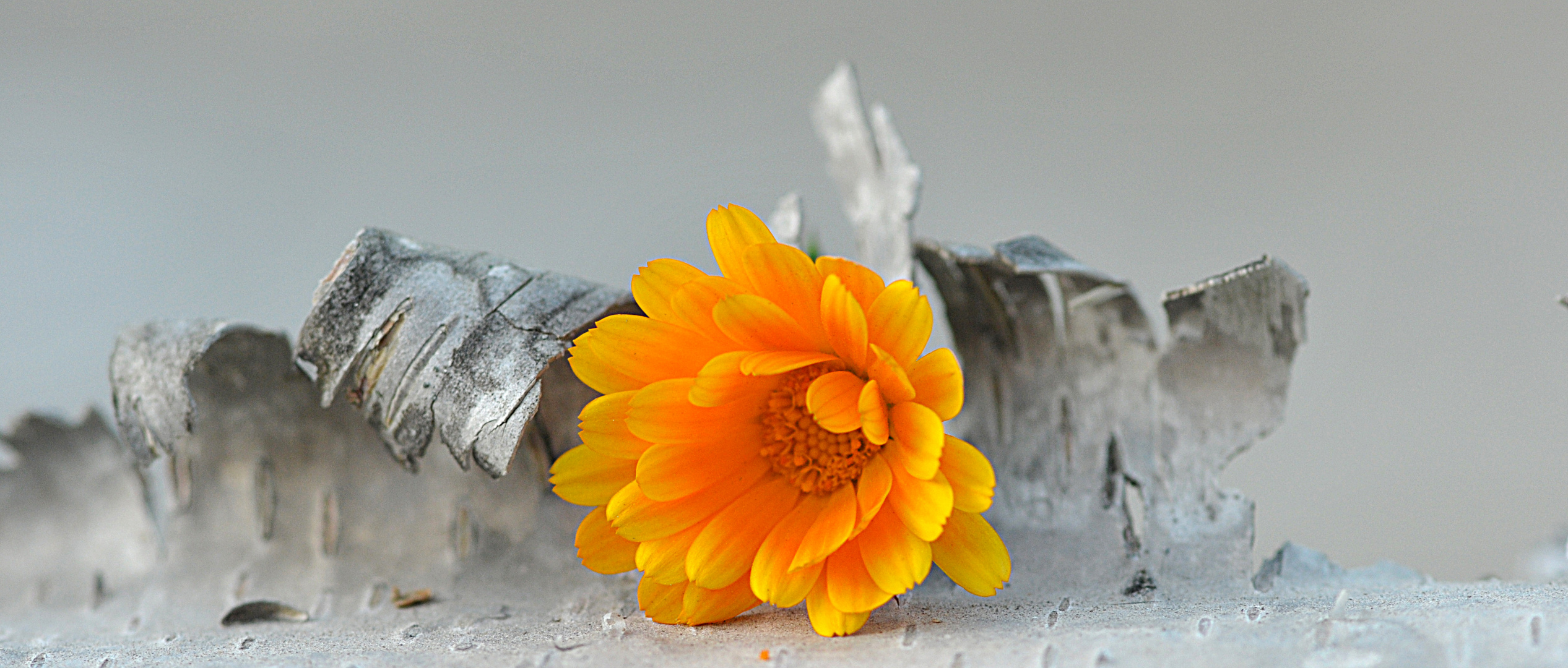 Calendula officinalis L.