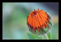 Calendula officinalis (Ringelblume)