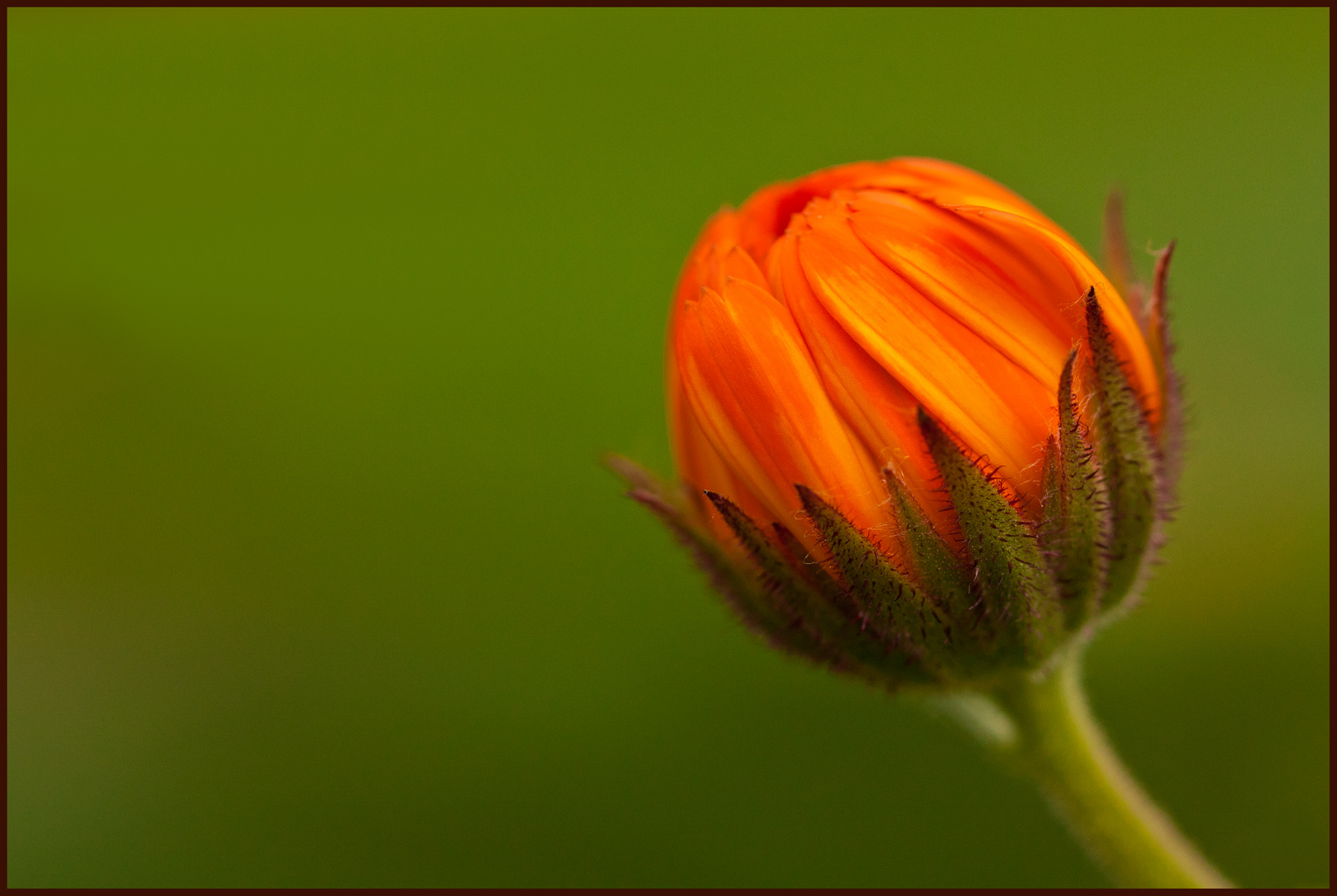 Calendula- Ringelblume...