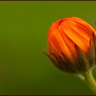 Calendula- Ringelblume...