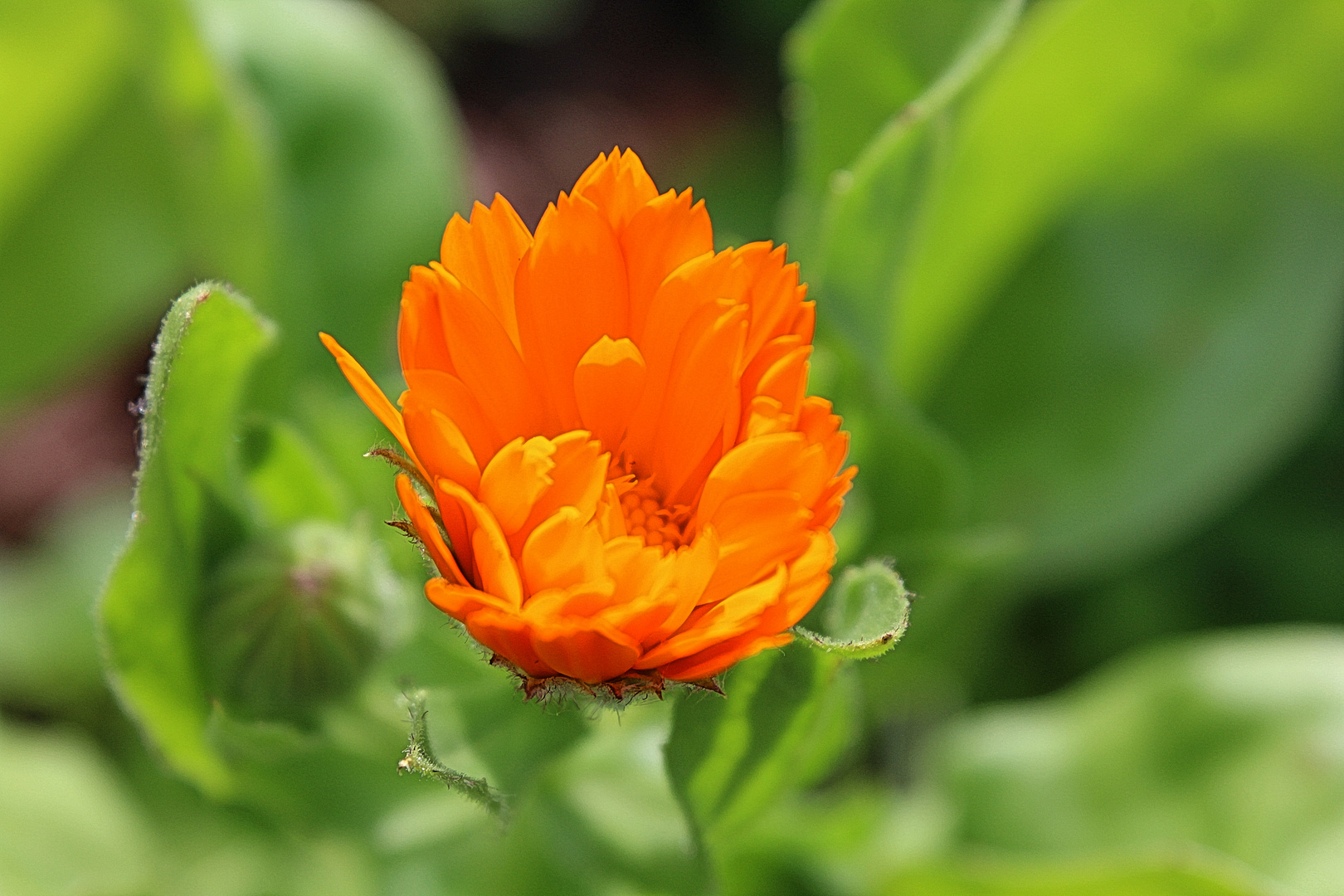 Calendula - Ringelblume 