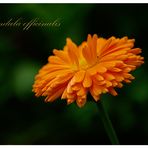 Calendula - Ringelblume